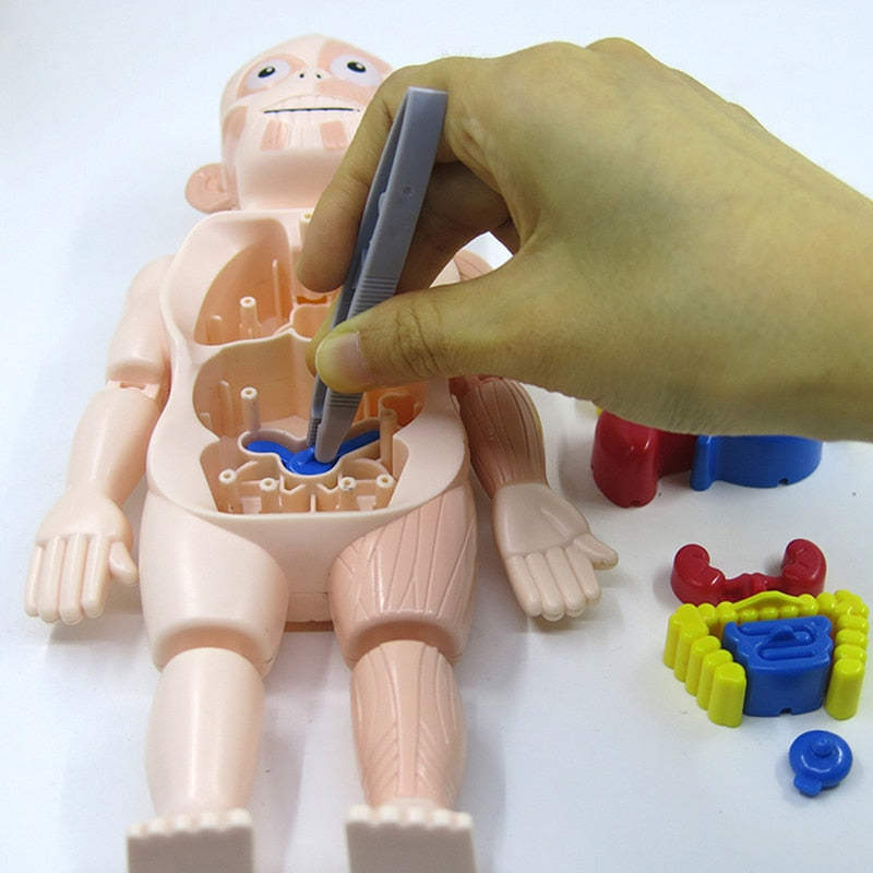 Edukacyjny zestaw anatomiczny dla dzieci – Dr. Bones