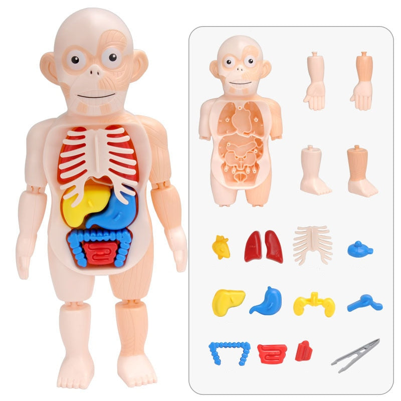Edukacyjny zestaw anatomiczny dla dzieci – Dr. Bones